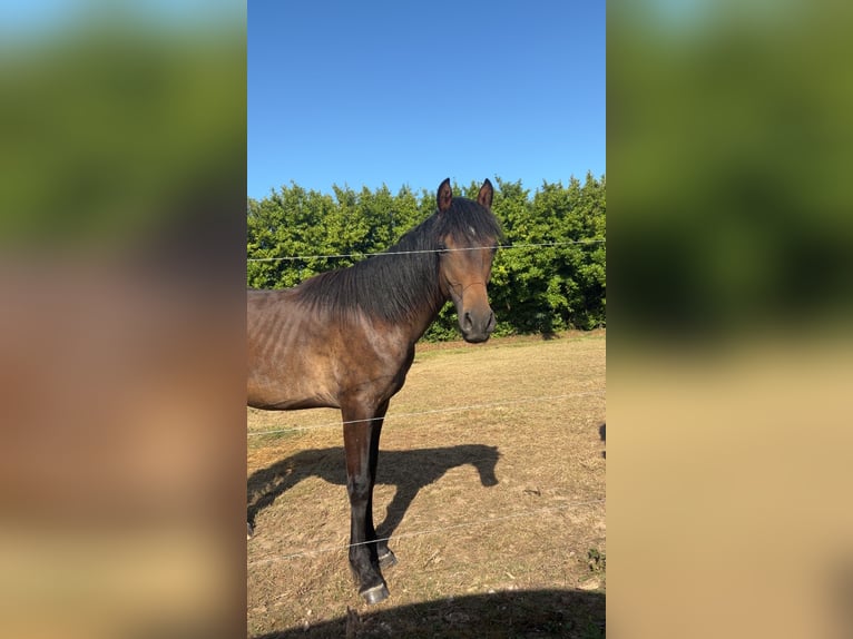 French riding pony Stallion 1 year 10,1 hh Brown in Berni&#xE8;res