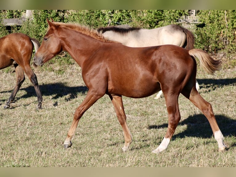 French riding pony Stallion 1 year 13.2 hh Chestnut-Red in ABONCOURT-SUR-SEILLE