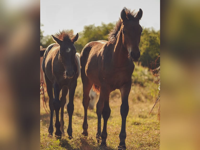 French riding pony Stallion 1 year 14,2 hh Smoky-Black in Paimpont