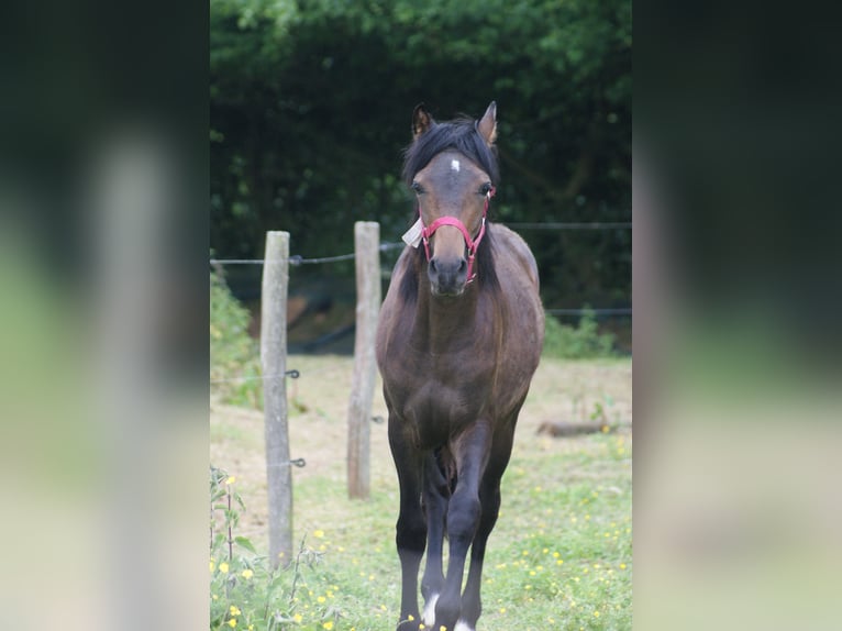 French riding pony Stallion 1 year Brown in Bolbec