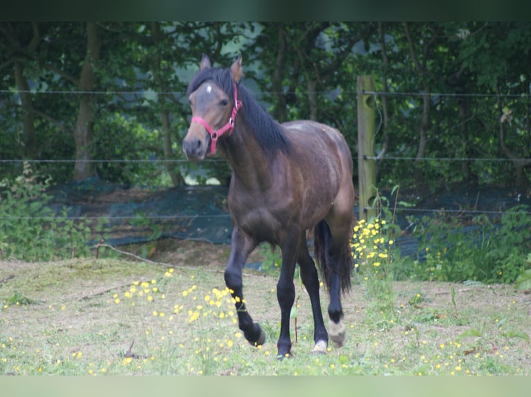 French riding pony Stallion 1 year Brown in Bolbec