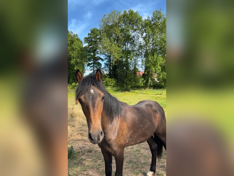 French riding pony Stallion 1 year Brown in Bolbec
