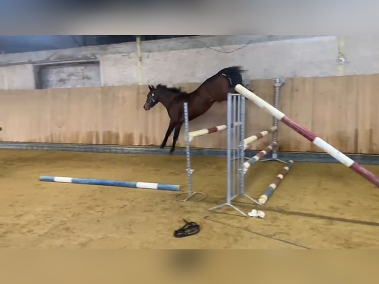 French riding pony Stallion 3 years 13,3 hh Brown in MONTVALENT