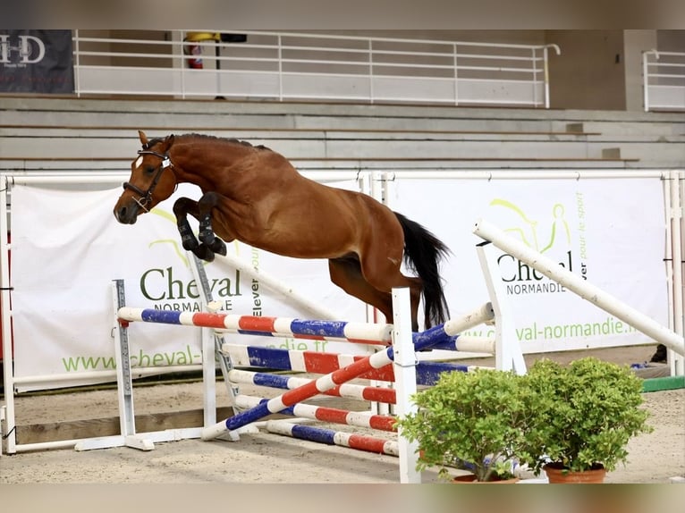 French riding pony Stallion 3 years 14.1 hh Brown in Le Dezert