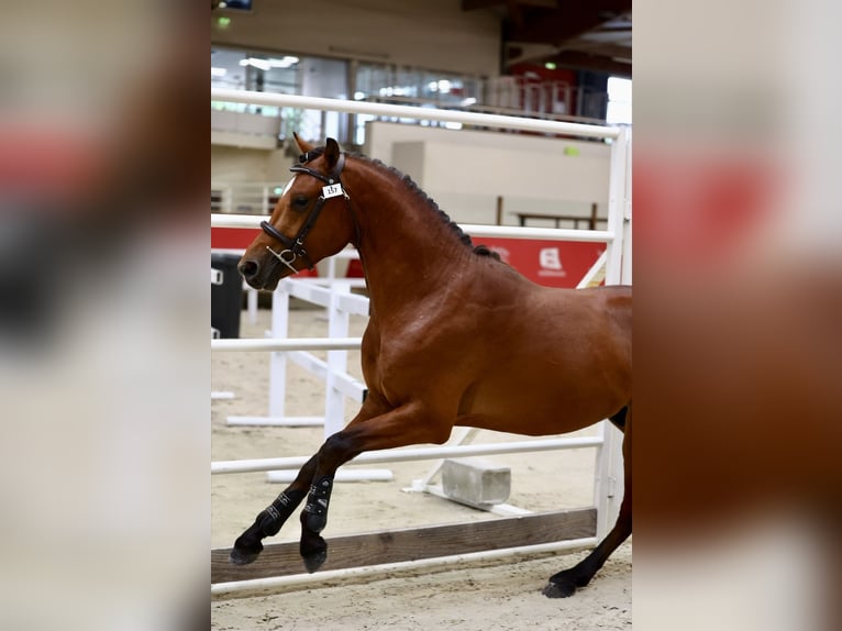French riding pony Stallion 3 years 14.1 hh Brown in Le Dezert