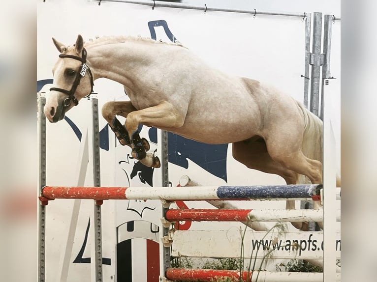 French riding pony Stallion 5 years 14,1 hh Palomino in Bonnut