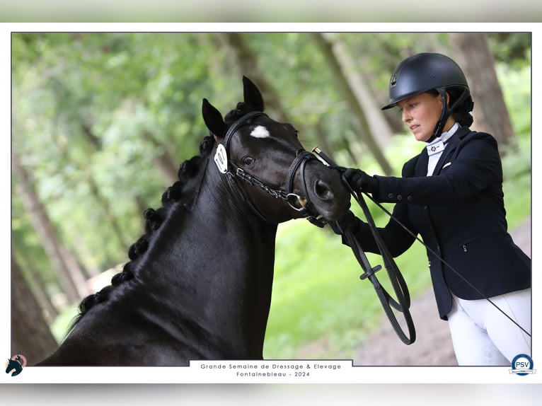 French riding pony Stallion 5 years 14,2 hh Black in Mérignies