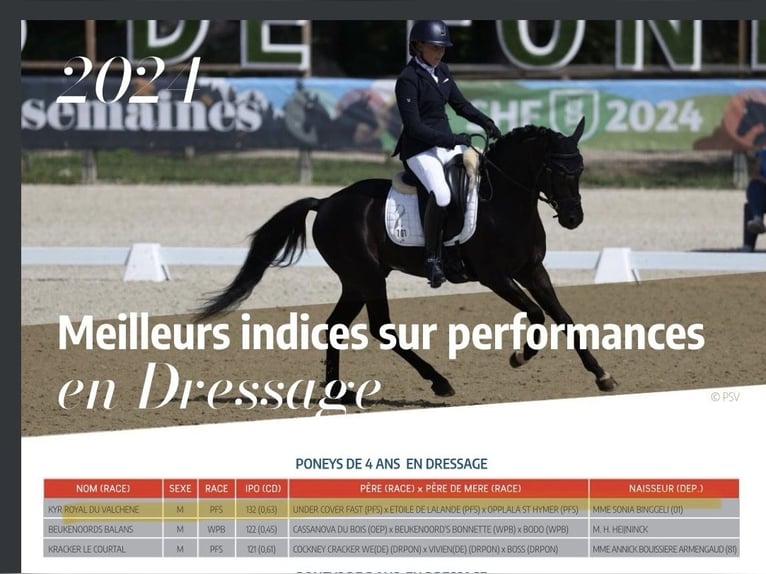 French riding pony Stallion 5 years 14,2 hh Black in Mérignies