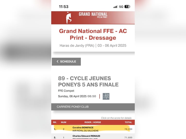 French riding pony Stallion 5 years 14,2 hh in M&#xE9;rignies