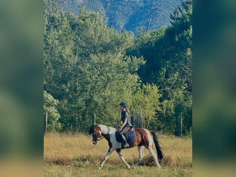 French riding pony Stallion 6 years 14,2 hh Tobiano-all-colors in Palau del vidre (66690)