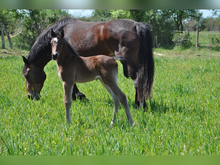 French riding pony Stallion Foal (04/2026) 14.2 hh Bay-Dark in MONTVALENT