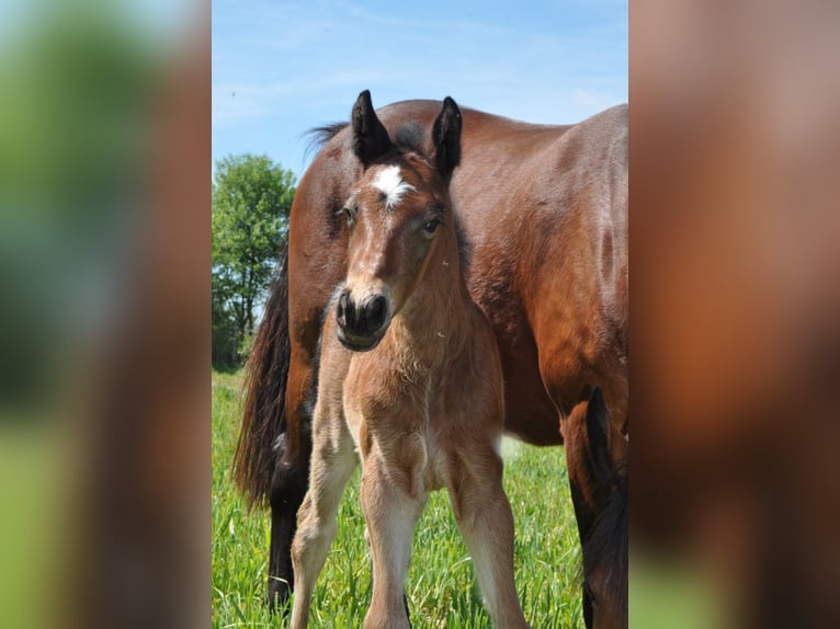 French riding pony Stallion Foal (04/2026) 14.2 hh Bay-Dark in MONTVALENT