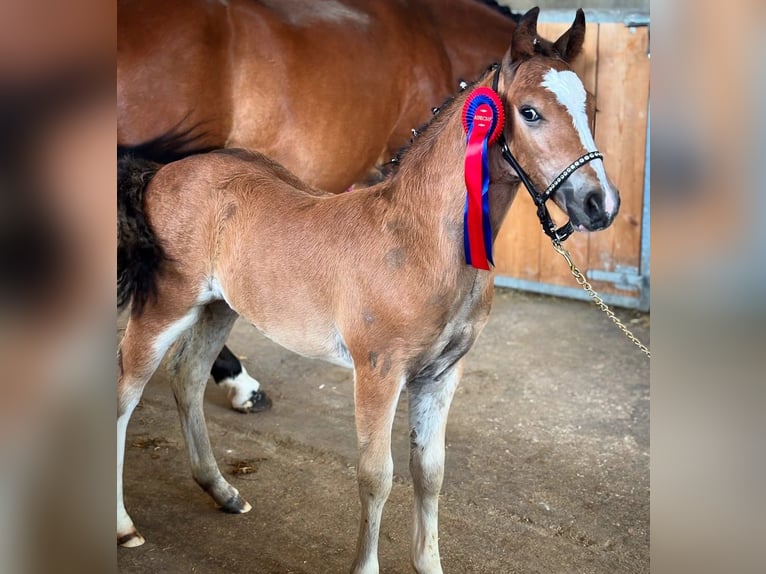 French riding pony Stallion Foal (05/2025) Brown in Saint Just Sauvage