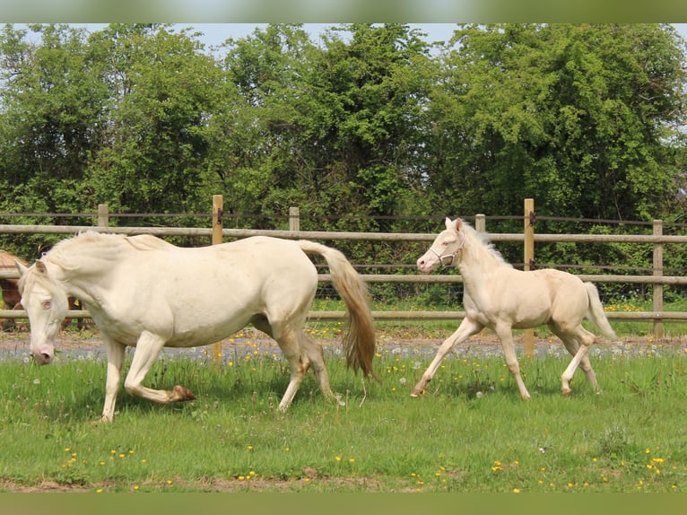 French riding pony Stallion Foal (02/2024) Cremello in La flamengrie