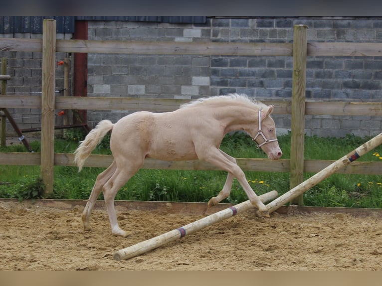 French riding pony Stallion Foal (02/2024) Cremello in La flamengrie