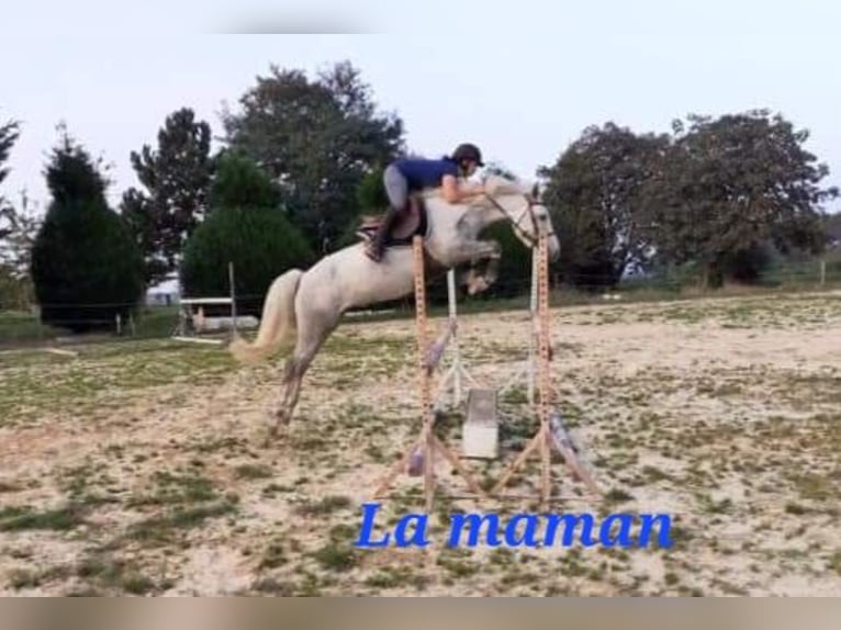 French riding pony Stallion Foal (03/2026) Tobiano-all-colors in MAISONS EN CHAMPAGNE