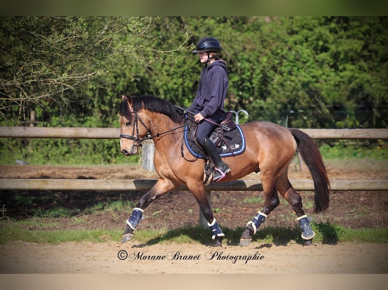 French riding pony Unknown 5 years  in Saint Andre En Bresse