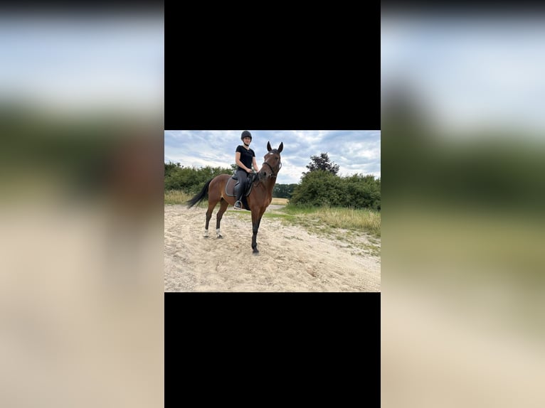 French Trotter Gelding 10 years 15,2 hh Brown in SaalowZossen