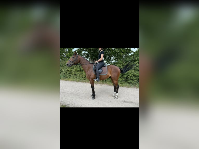 French Trotter Gelding 10 years 15,2 hh Brown in SaalowZossen