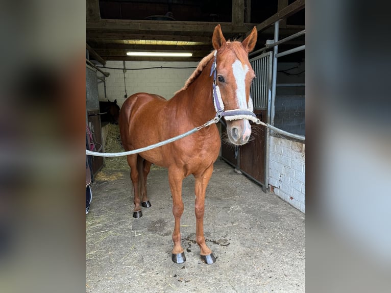 French Trotter Gelding 10 years 15,2 hh Chestnut-Red in Bottrop