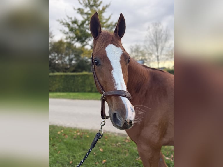 French Trotter Gelding 10 years 15,2 hh Chestnut-Red in Bottrop