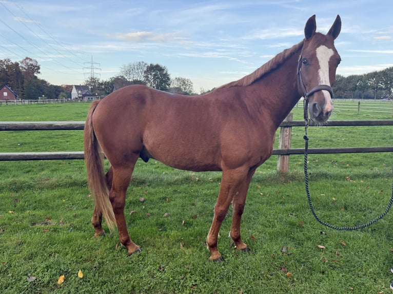 French Trotter Gelding 10 years 15,2 hh Chestnut-Red in Bottrop