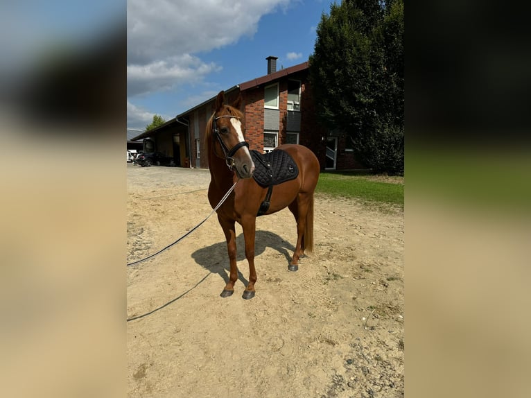 French Trotter Gelding 10 years 15,2 hh Chestnut-Red in Bottrop