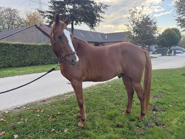 French Trotter Gelding 10 years 15,2 hh Chestnut-Red in Bottrop