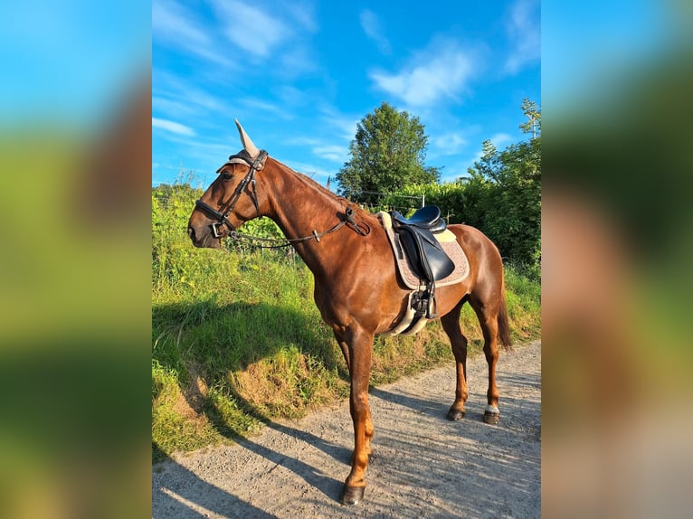 French Trotter Gelding 10 years 15,3 hh Chestnut-Red in Endingen am Kaiserstuhl