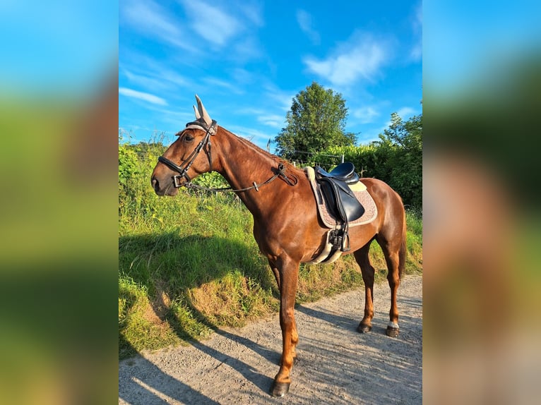 French Trotter Gelding 10 years 15,3 hh Chestnut-Red in Endingen am Kaiserstuhl