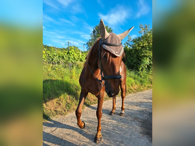 French Trotter Gelding 10 years 15,3 hh Chestnut-Red in Endingen am Kaiserstuhl