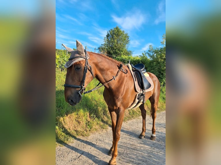 French Trotter Gelding 10 years 15,3 hh Chestnut-Red in Endingen am Kaiserstuhl