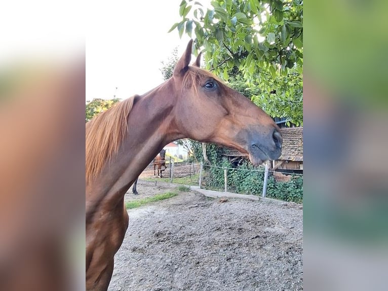 French Trotter Gelding 10 years 15,3 hh Chestnut-Red in Endingen am Kaiserstuhl