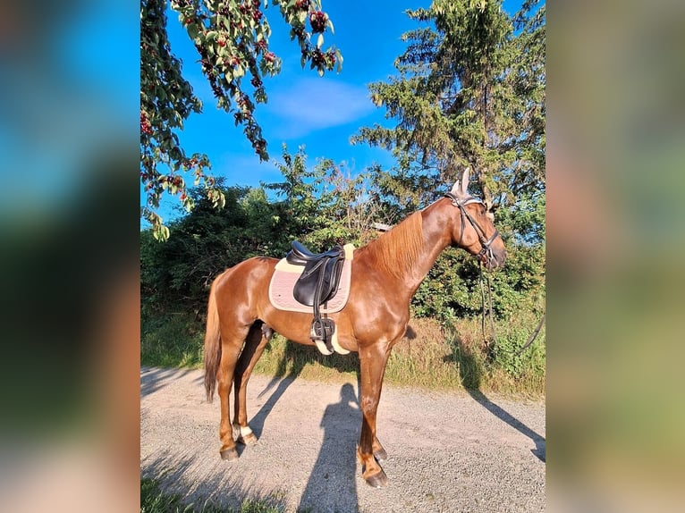 French Trotter Gelding 10 years 15,3 hh Chestnut-Red in Endingen am Kaiserstuhl