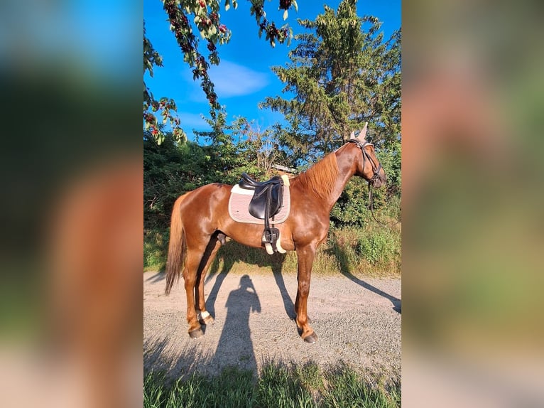 French Trotter Gelding 10 years 15,3 hh Chestnut-Red in Endingen am Kaiserstuhl