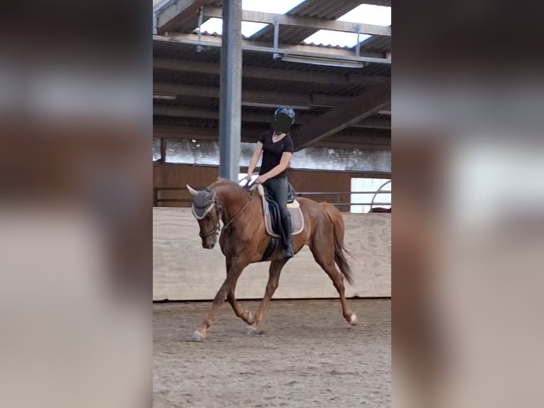 French Trotter Gelding 10 years 15,3 hh Chestnut-Red in Endingen am Kaiserstuhl