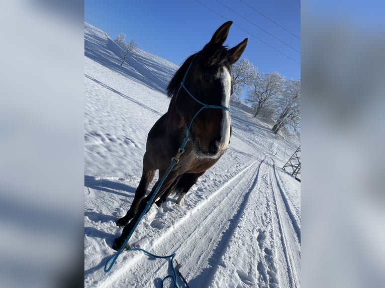 French Trotter Gelding 10 years 15,3 hh Brown in Landsberg am Lech