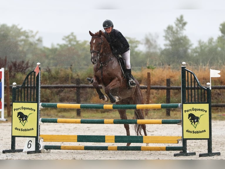 French Trotter Gelding 10 years 15,3 hh Chestnut in Goutti&#xE8;res
