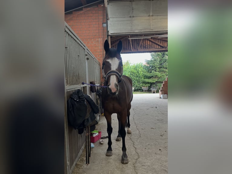 French Trotter Gelding 10 years 16.2 hh Bay-Dark in Lütter am Barenberge