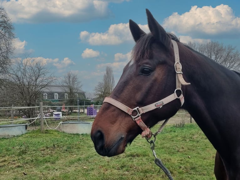 French Trotter Gelding 10 years 16,2 hh Brown in Achères la forêt