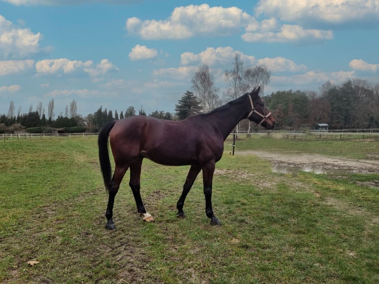French Trotter Gelding 10 years 16,2 hh Brown in Achères la forêt