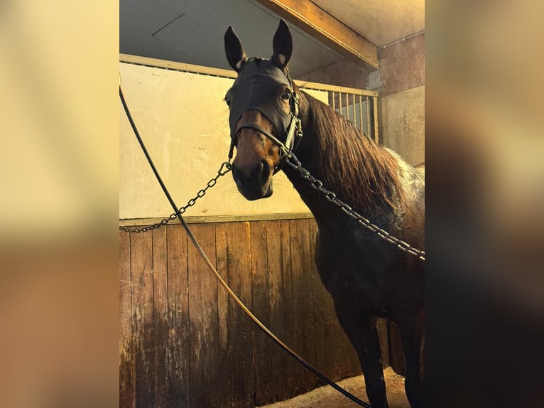 French Trotter Gelding 10 years 16 hh Bay-Dark in Kellinghusen