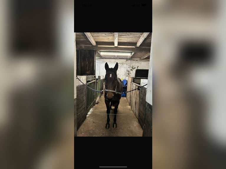 French Trotter Gelding 10 years 16 hh Bay-Dark in Kellinghusen