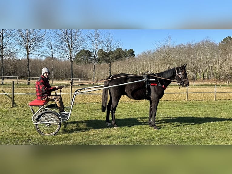 French Trotter Gelding 10 years 16 hh Black in Lavernat