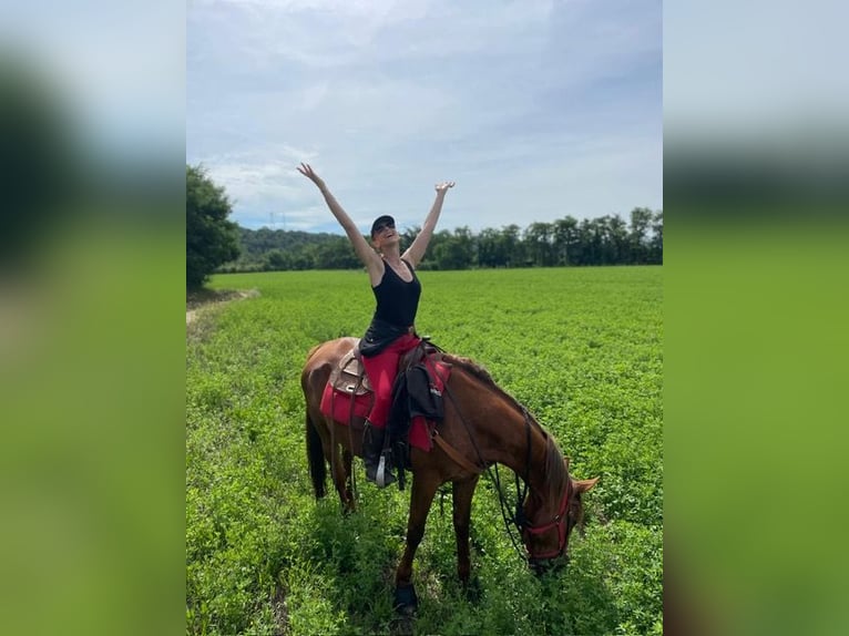 French Trotter Gelding 10 years 16 hh Chestnut-Red in Pavezin