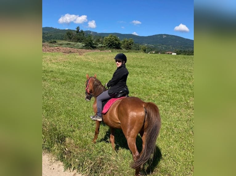 French Trotter Gelding 10 years 16 hh Chestnut-Red in Pavezin