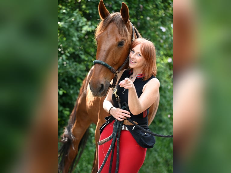 French Trotter Gelding 10 years 16 hh Chestnut-Red in Pavezin