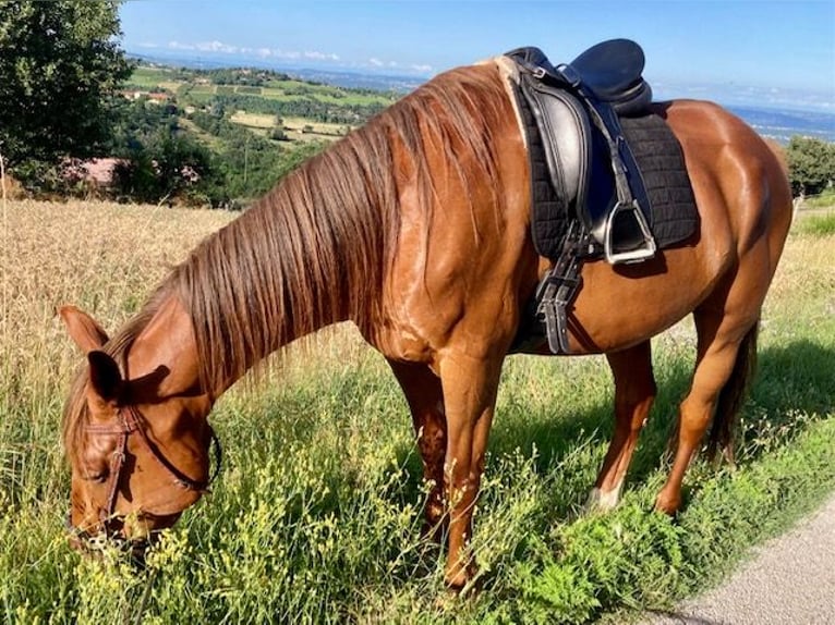 French Trotter Gelding 10 years 16 hh Chestnut-Red in Pavezin