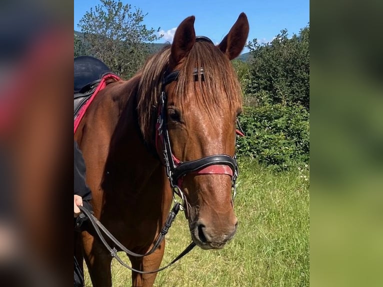 French Trotter Gelding 10 years 16 hh Chestnut-Red in Pavezin