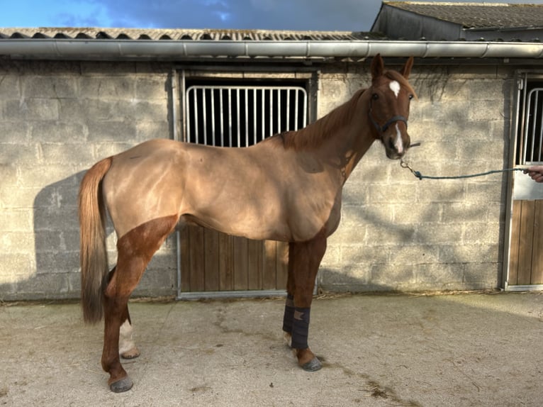 French Trotter Gelding 10 years 16 hh Chestnut-Red in Saint sauveur village